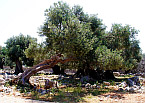 Sady lunských olivovníků